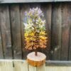 seven chakra crystal tree Large 1000 crystals - Image 2