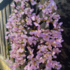 Large Rose Quartz Crystal Tree - Image 3