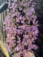 Large Rose Quartz Crystal Tree