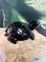 Black Tourmaline Turtle Figurine – Hand-Carved Healing Crystal Stone for Protection, Energy, Luck & Home Decor (50-60g, 6cm)